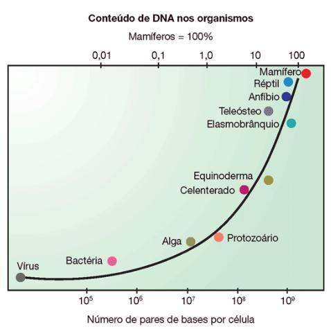 De forma geral, existe um aumento da quantidade de DNA que equivale ao aumento da complexidade dos organismos,