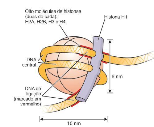 A cromatina apresenta diversos níveis de organização. O primeiro deles se deve à existência dos nucleossomos. O DNA percorre duas vezes o octâmero, totalizando 147 pbs.