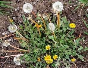 Dente-de-leao Nome científico: Taraxacum officinale - Família Asteraceae (a mesma da alface) Nomes populares: Taraxaco, Soprão Come-se: a planta toda, crua ou