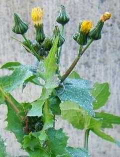 Serralha Nome científico: Sonchus oleraceus - Família Asteraceae Nomes populares: Chicória-brava Come-se: a planta toda, crua ou cozida.