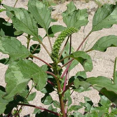 Caruru Nome científico: Amaranthus viridis (e outras sp.