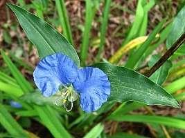 Trapoeraba-azul Nome científico: Commelina erecta - Família Commelinaceae Nomes populares: Erva-de-santa-luzia, Capim-gomoso Come-se: folhas e
