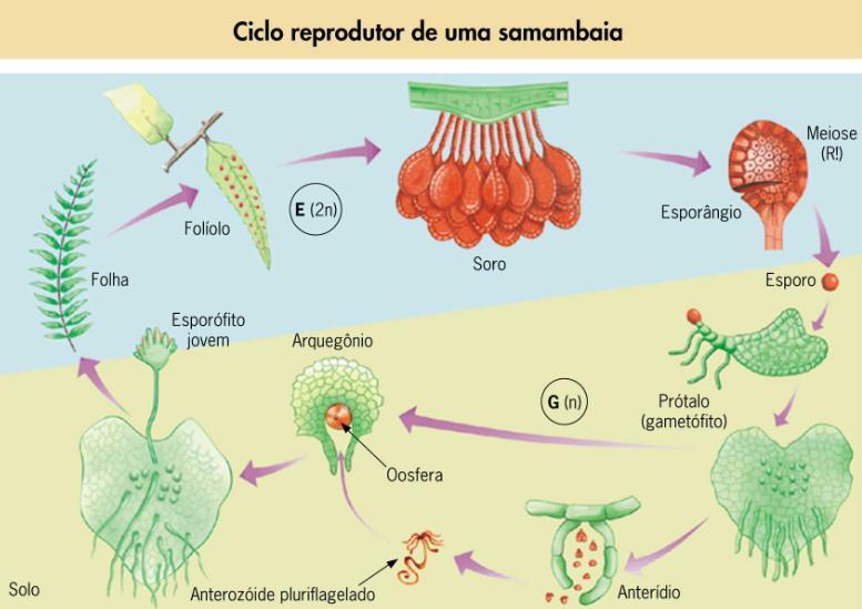 RESUMO São plantas vasculares (possuem xilema e floema).