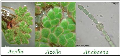 Essa característica possibilitou a essas plantas crescerem mais que as briófitas.