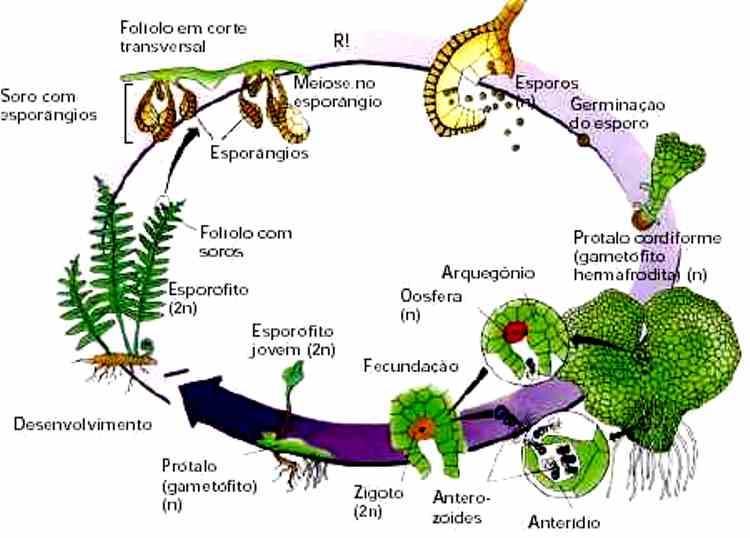 14 - (UFPEL RS/2006) Ameaçado de extinção e protegido por lei desde 2001, o xaxim continua sendo extraído irregularmente na Mata Atlântica onde também se encontra uma alternativa promissora: o coco