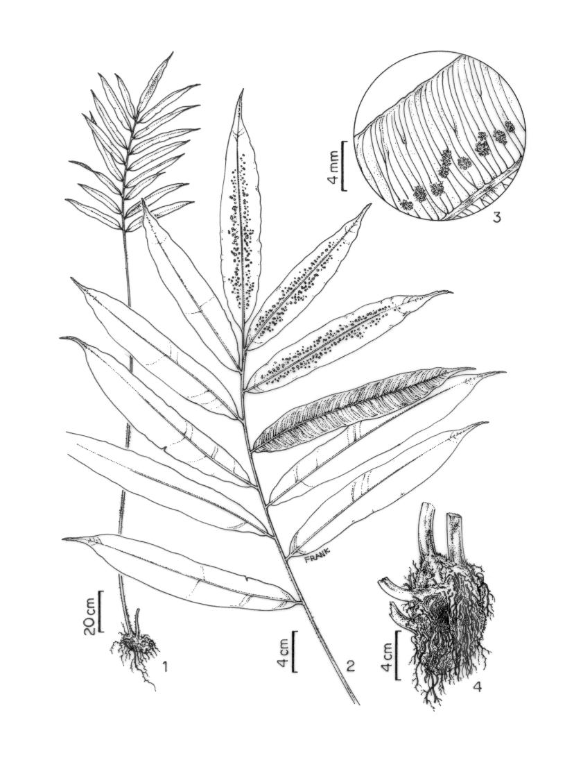Santiago, A.C.P. Pteridófitas da Floresta Atlântica ao norte do Rio São Francisco... 118 Figura 1-4. Metaxya rostrata (Kunth) C.