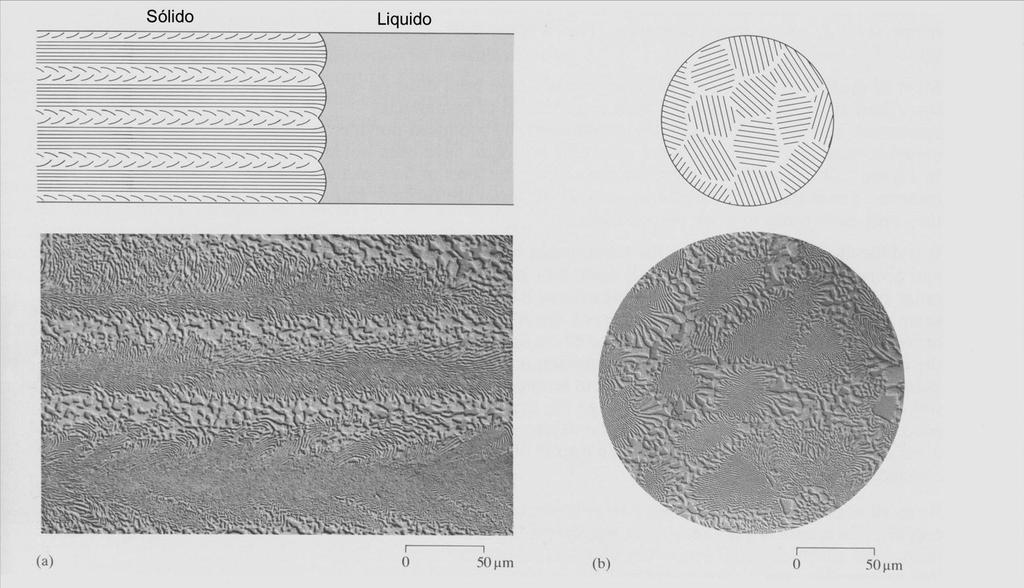 Solidificação eutética L -> + Eutético lamelar