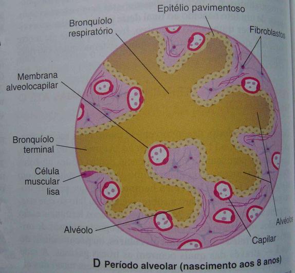 2.4.4- Fase de saco terminal Ocorre da 27ª semana até o nascimento, havendo grande proliferação celular formando mais alvéolos primitivos com suas células epiteliais cada vez mais delgadas e com o