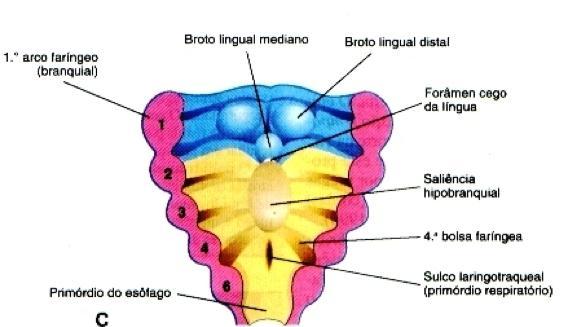 pulmonares no mesoderma esplâncnico. Figura 1 Esquema ilustrando os arcos faríngeos, indicados pelos números de 1 a 6, com destaque para a formação do sulco laringotraqueal.