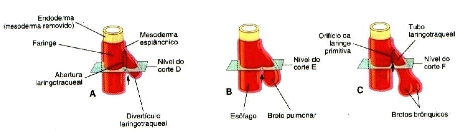 do esôfago em glote que é limitada por duas saliências aritenoides e uma epiglote cefálica. Este mesênquima forma o esqueleto de sustentação da laringe por meio de cartilagens.