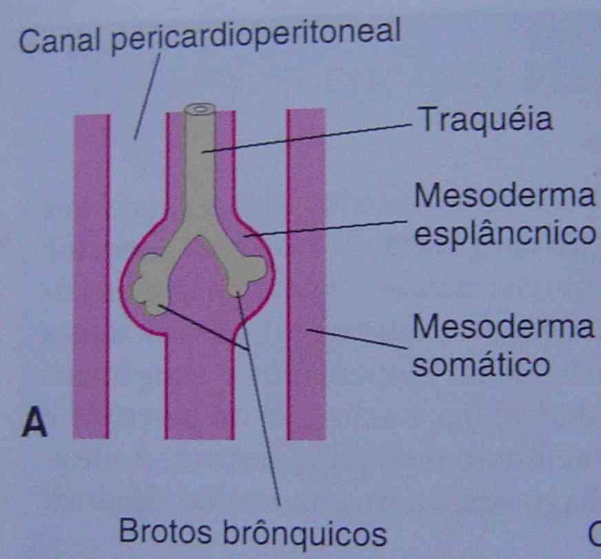 2.3- Formação da traqueia e da árvore brônquica.