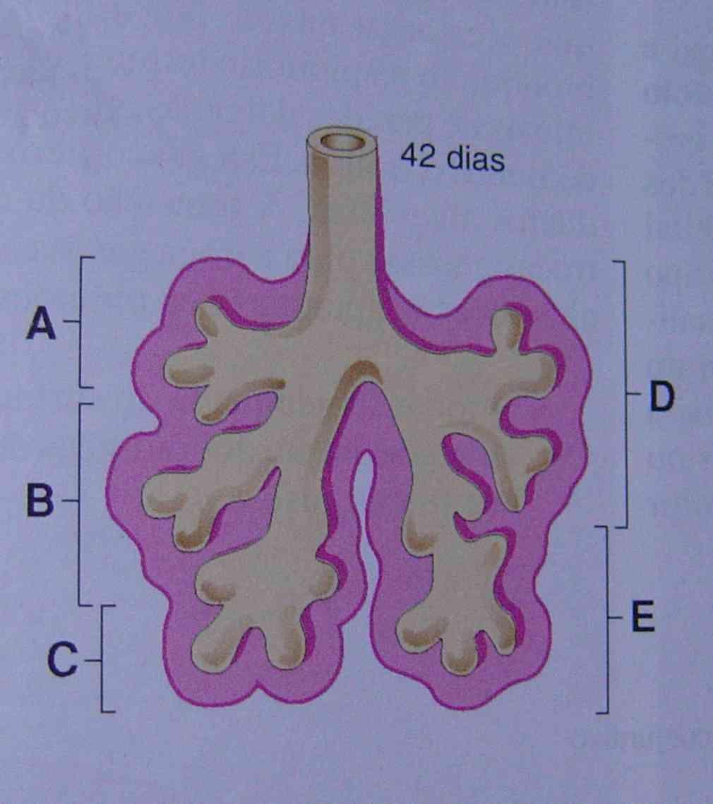 Figura 4- Formação dos lobos