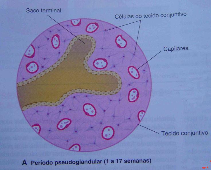 2.4- Desenvolvimento do pulmão. 2.4.1- Fase embrionária Compreende o início da formação dos pulmões, em humanos, entre a quarta e a sétima semana, nessa etapa surge o divertículo respiratório,