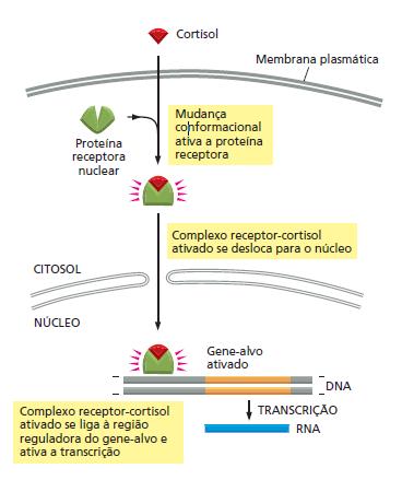 Receptores intracelulares Exemplo: Hormônios esteróides Atuam como reguladores gênicos CORTISOL Produção: Glândulas supra-renais