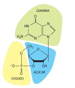 Receptores intracelulares Exemplo: Óxido nítrico gás