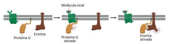 Receptores extracelulares Receptores associados a Proteínas G Maior família de receptores de superfície Encontrados em todos os eucariotos Atuam indiretamente na regulação de uma proteína alvo ligada