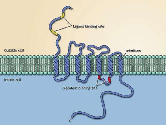 Receptores extracelulares Receptores associados a Proteínas G Estrutura dos