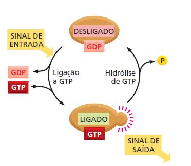 Receptores extracelulares Receptores associados a Proteínas G Função das