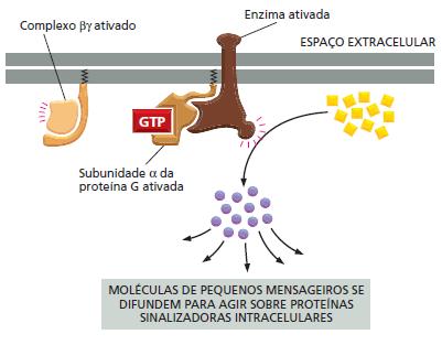 Receptores extracelulares Receptores associados a Proteínas G ALGUMAS PROTEÍNAS G ATIVAM ENZIMAS QUE SINTETIZAM