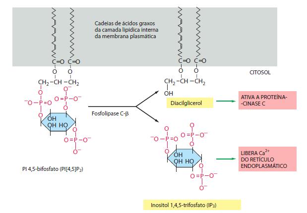 ENZIMA: FOSFOLIPASE C SINTETIZA: Trifosfato de inositol e diacilglicerol FUNÇÃO: Liberação de Ca ++ do