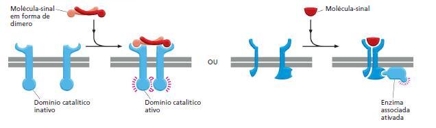 Receptores extracelulares Proteínas transmembrana Ligada na parte citosólica à enzimas ( e não à Proteína G) Fatores de