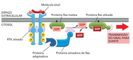 Receptores extracelulares Via das Ras, Raf e MAP quinases: Ras - pertencente a superfamília das GTPases monoméricas (~proteína G) - auxilia na transmissão de sinais