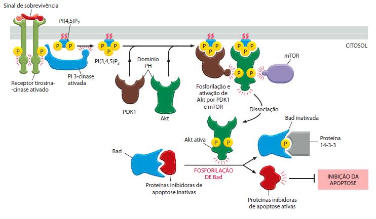Receptores extracelulares Via de sinalização PI-3-cinase-Akt Enzima Fosfoinositídeo-3-cinase