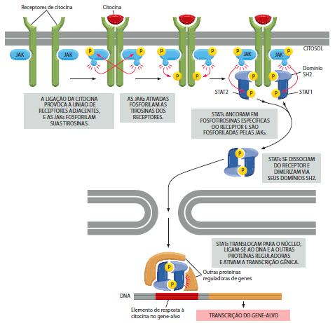 Receptores extracelulares Via de sinalização JAK-STAT - Rota direta para controle da expressão gênica.