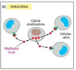 Tipos de sinalização 3. Parácrina Atuam como mediadores locais sobre as células próximas.