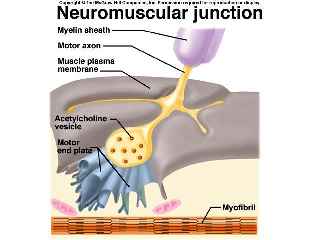 Junção Neuromuscular é a sinápse formada pelo axônio motor e a fibra muscular esquelética.