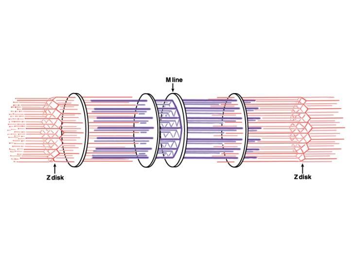 Anatomia da Fibra Muscular Organização bidimensional e tridimensional do sarcômero Miofibrilas: estrutura cilíndrica da fibra muscular A fibra