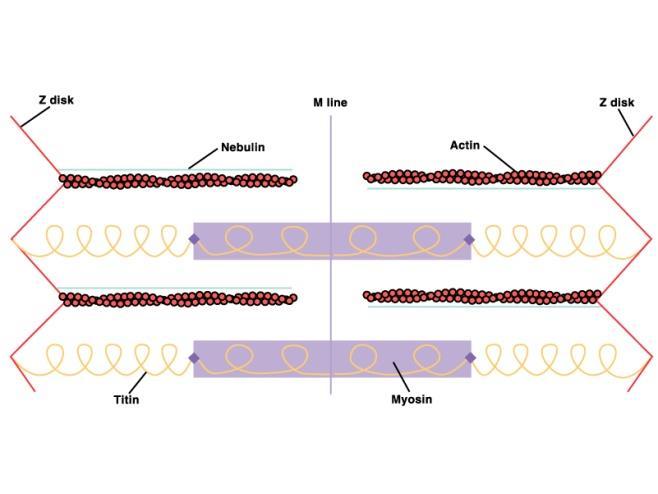 O alinhamento dos filamentos no sarcômero está assegurado pelas proteínas