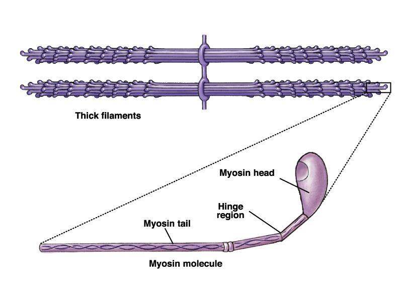 Filamentos da Fibra Muscular Filamento de Miosina Filamento de Actina A miosina é formada por filamentos grossos compostos