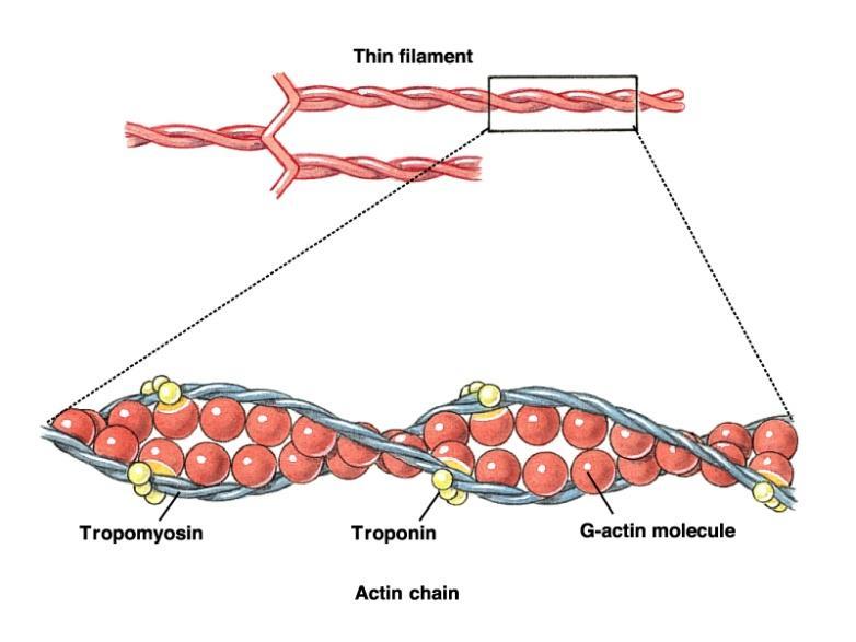 Na cabeça globular encontram-se sítios de ligação para ATP (domínio motor) e sítio de fixação à molécula de actina.