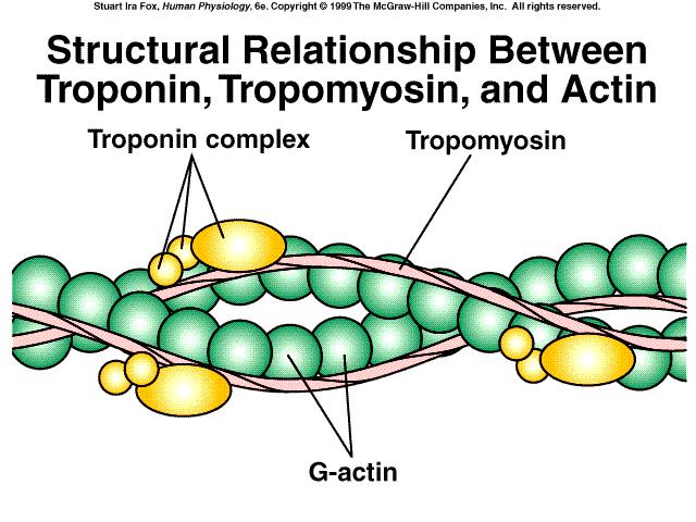 Proteínas Regulatórias Associadas aos filamentos de actina: troponina e tropomiosina A troponina exerce efeito