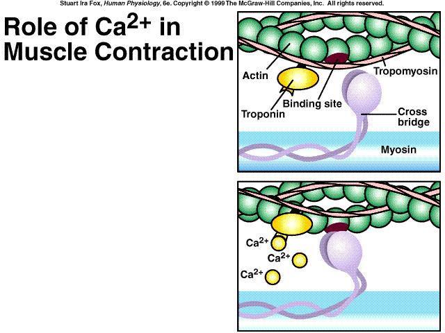 O Ca +2 inicia a contração unindo-se à troponina, pois desloca a tropomiosina e expôe os sítios de ligação de miosina na actina.