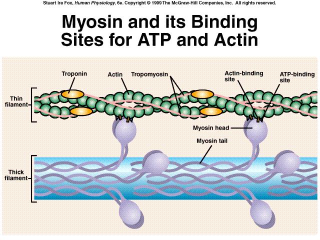 Sítios de ligação de ATP e da Actina na cabeça de Miosina A ligação da cabeça de miosina em seu sítio na molécula de