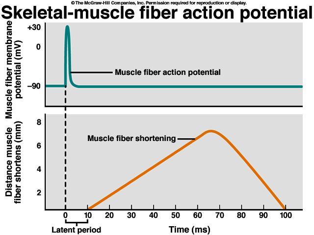 Um único potencial de ação em uma fibra muscular evoca uma única contração muscular.