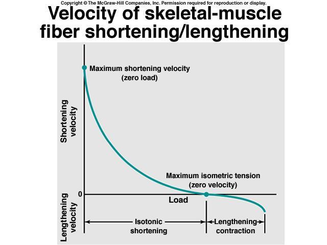 Relação entre carga e Contração Muscular A velocidade máxima ocorre quando não há carga sobre o músculo.