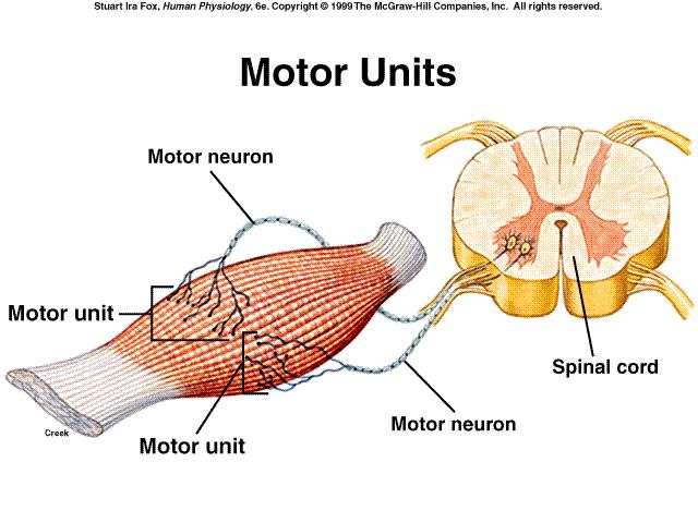 Unidade Motora constitui-se de 1 neurônio motor e o conjunto de fibras musculares por ele
