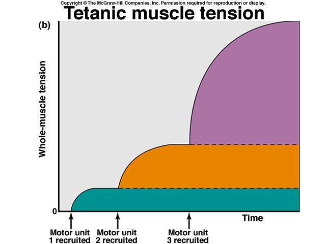 Aumento gradual na tensão muscular são mediados por recrutamento ordenado de diferentes