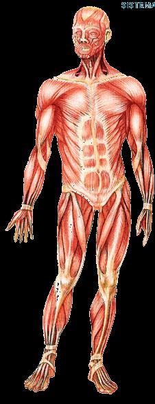 Músculos Esqueléticos Mais abundante