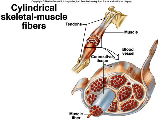 Histologia do Tecido Muscular Esquelético A fibra muscular