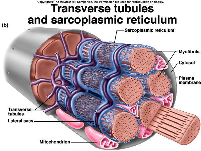 A fibra muscular apresenta retículo sarcoplasmático bastante desenvolvido.