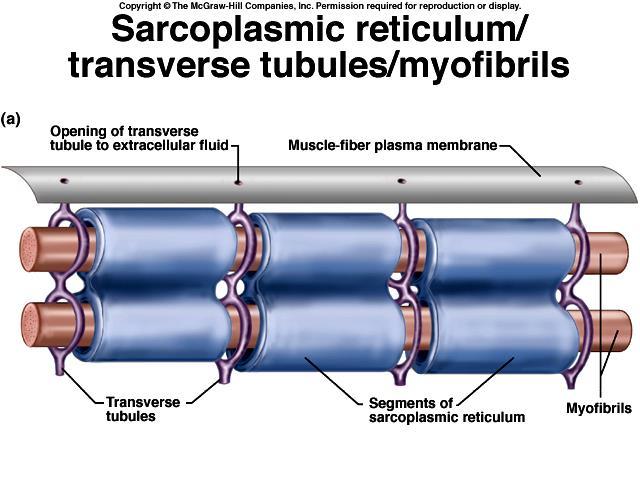 O retículo sarcoplasmático se enrola ao redor de cada miofibrila.