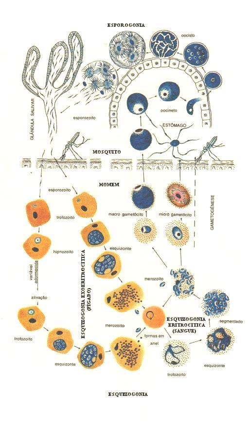 Ciclo de Vida Reprodução Sexuada: ciclo esporogônico Mosquito - DEFINITIVO