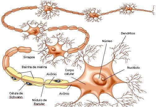 Tecido Nervoso http://www.sobiologia.