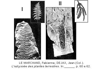 (Ufba 2006) As plantas exerceram um papel essencial no cenário da evolução.