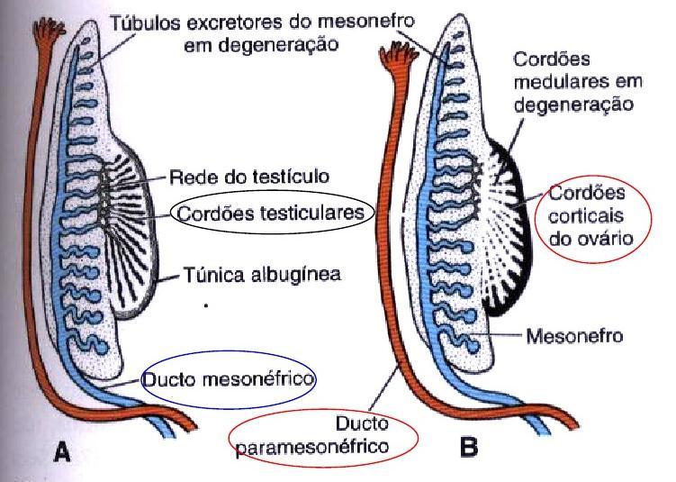 Figura 2 - Início da diferenciação das gônadas masculinas e femininas. Adaptado de (DREWS, 1998).