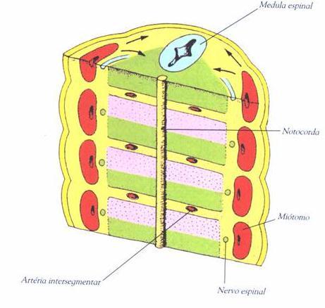 O corpo vertebral se forma ainda na fase precartilaginosa do desenvolvimento, a partir da fusão da porção caudal do primeiro esclerótomo com a porção cranial do segundo e assim sucessivamente,